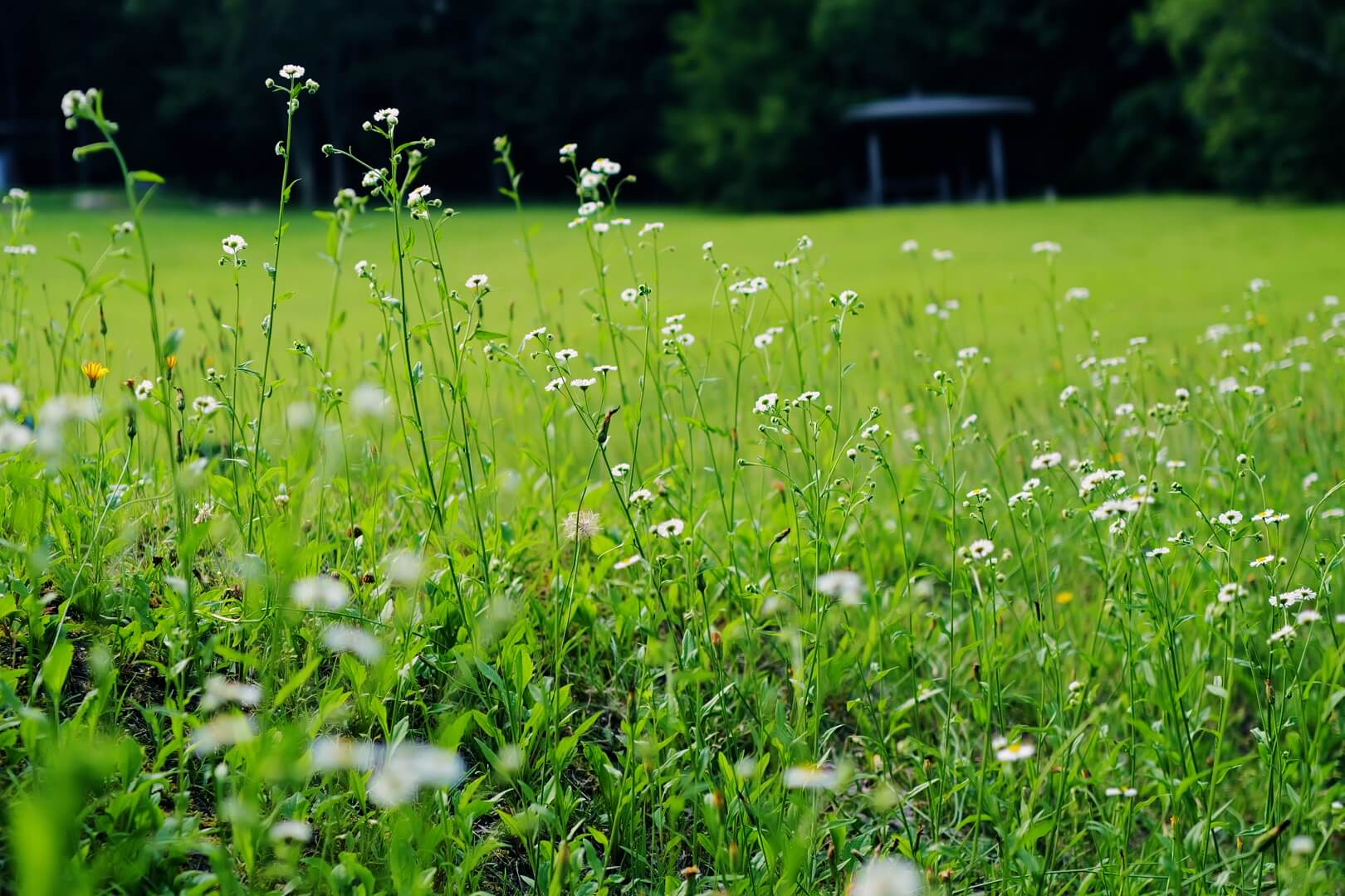 小さな野の花が集まって咲いている様子
