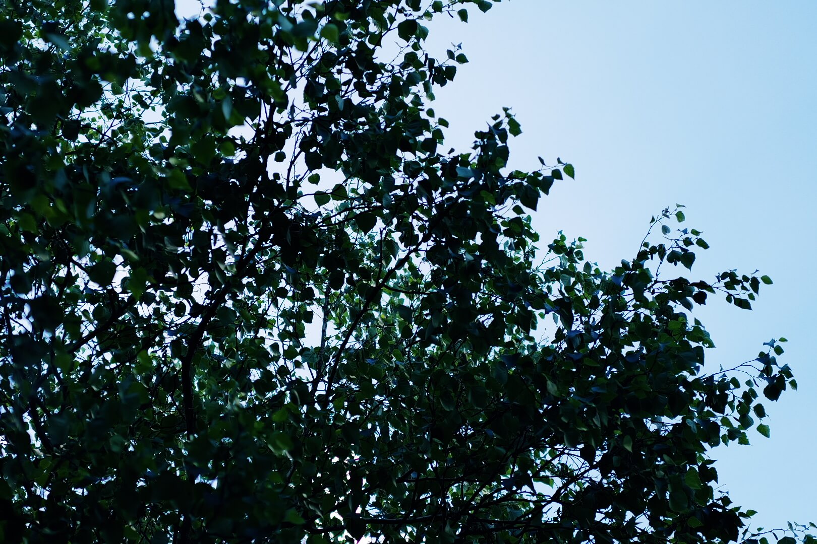 枝葉が広がる木を見上げた視点の写真