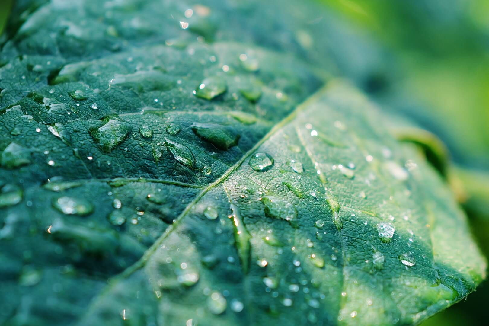 葉の上に並んだ透明な水滴のアート写真