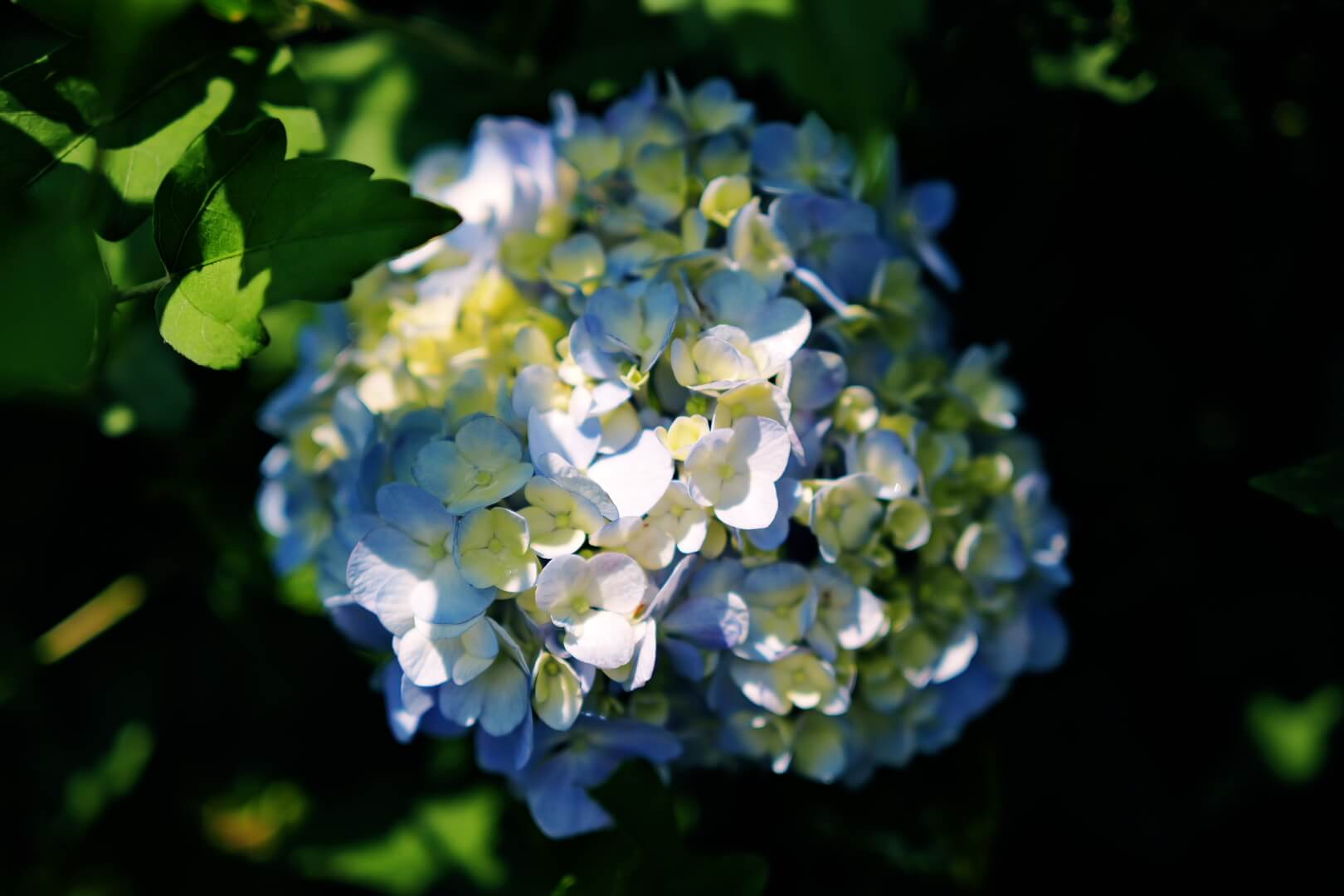 色鮮やかに咲く紫陽花の花