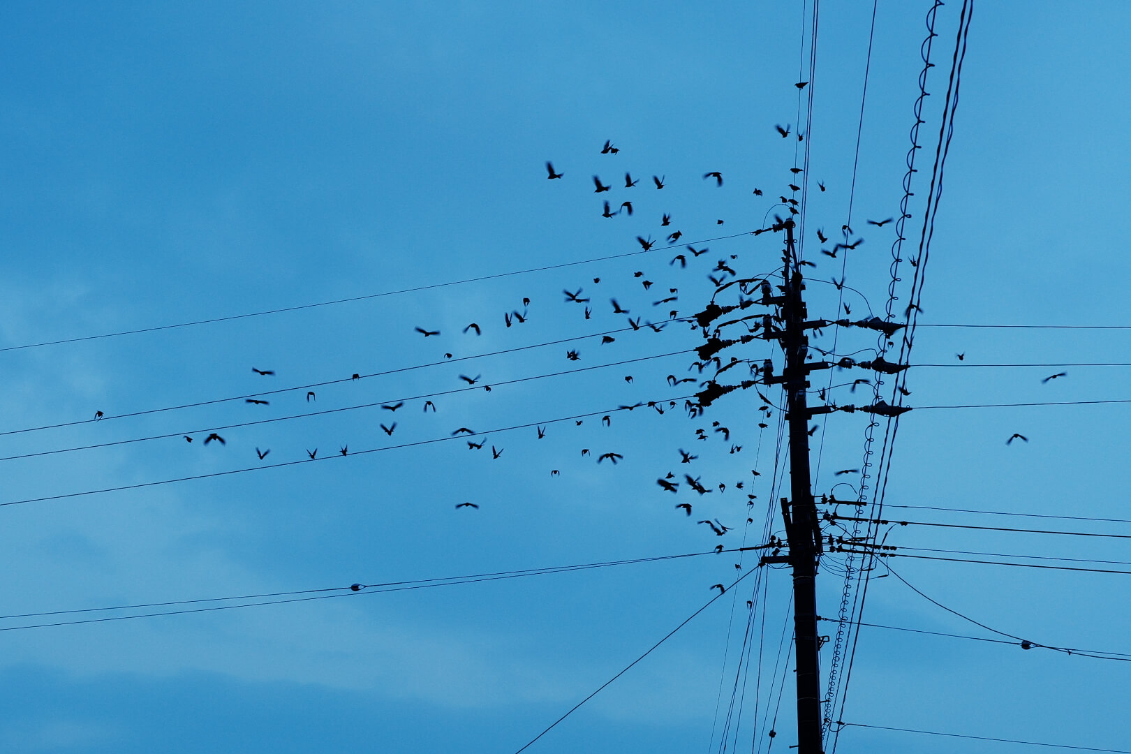 電柱の上に群れをなしてとまる鳥たちの写真