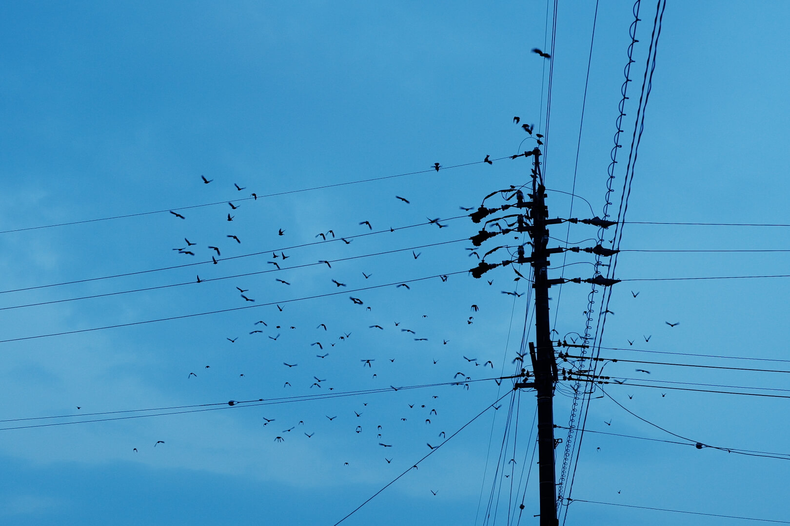 電柱から飛び立ち始める鳥たちの写真