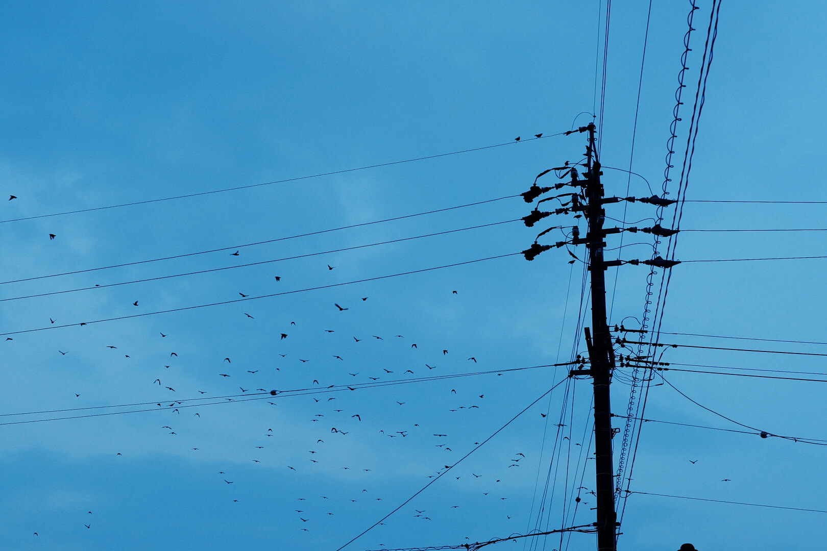 電柱から飛び去り、空に散っていく鳥の群れ