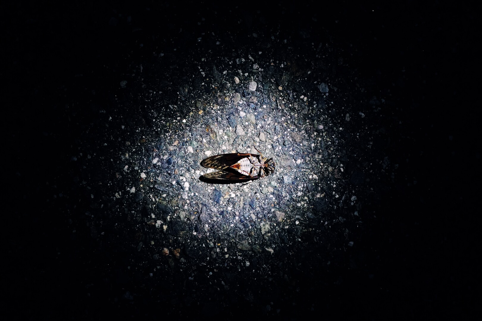 道端に落ちている蝉の亡骸の写真