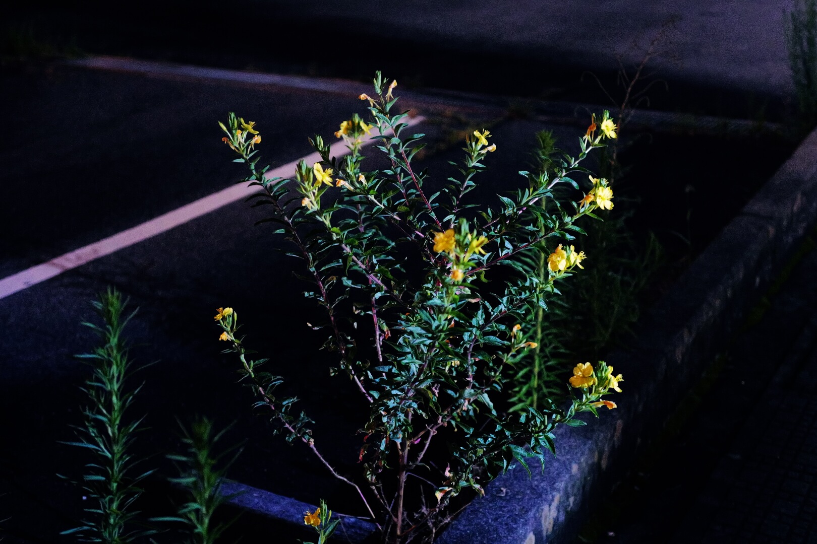 夜の闇に浮かぶ黄色い草花の写真