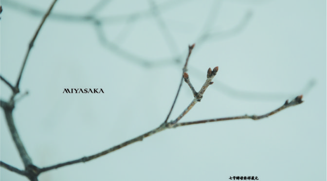 MIYASAKA | pamphlet | DESIGN  | デザイン