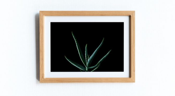 Plants Photo_03 ×studioBAKER-Frame